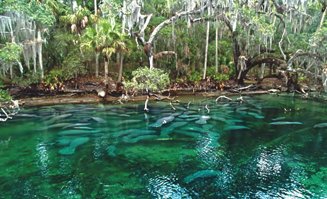 Blue Spring